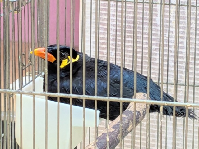 九官鳥（キュウカンチョウ）