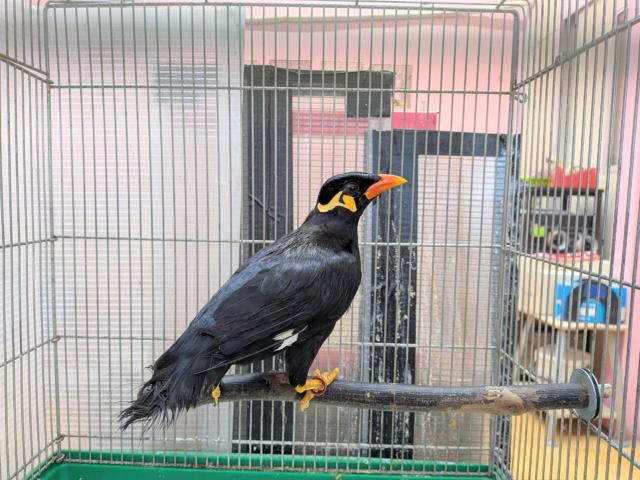 九官鳥（キュウカンチョウ）