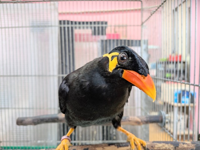 九官鳥（キュウカンチョウ）