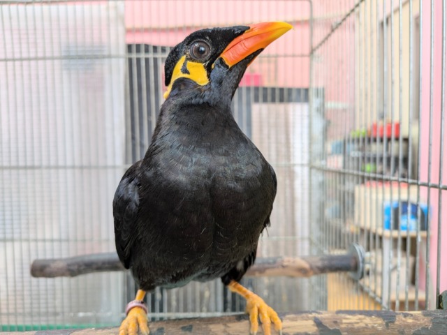 九官鳥（キュウカンチョウ）