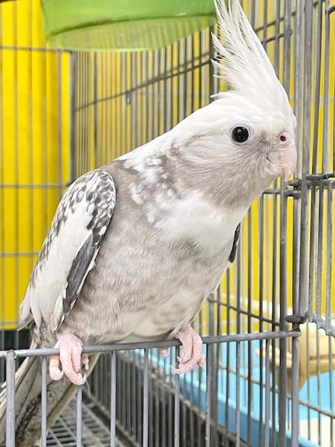 オカメインコ