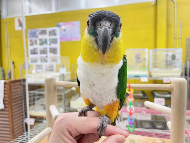 ズグロシロハラインコ