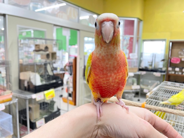 ホオミドリウロコインコ