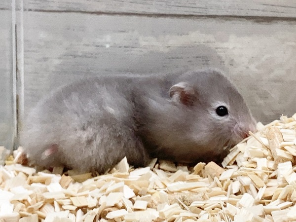 ゴールデンハムスター