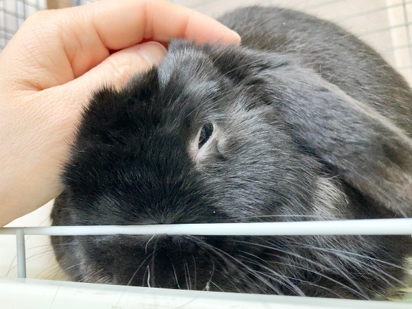 ホーランドロップ