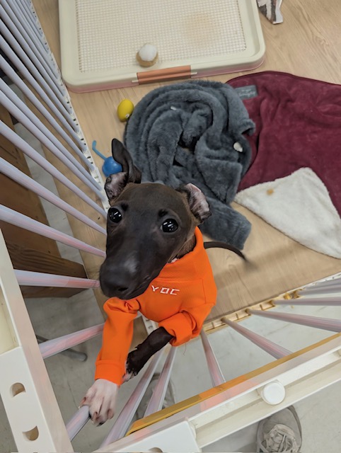 イタリアングレーハウンド