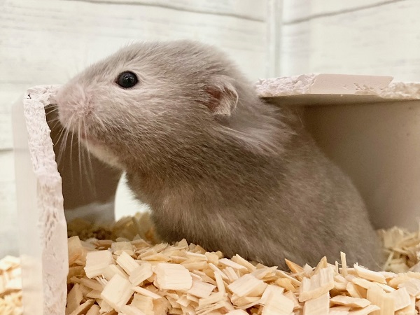 ゴールデンハムスター