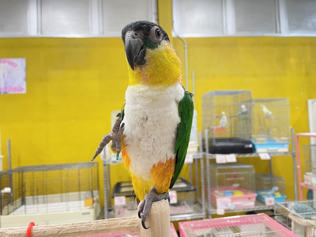 ズグロシロハラインコ