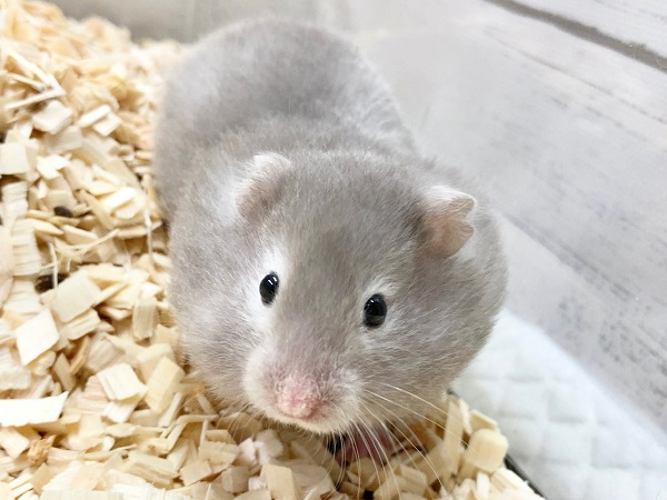 ゴールデンハムスター