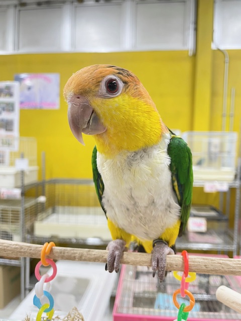 シロハラインコ