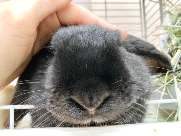 ホーランドロップ