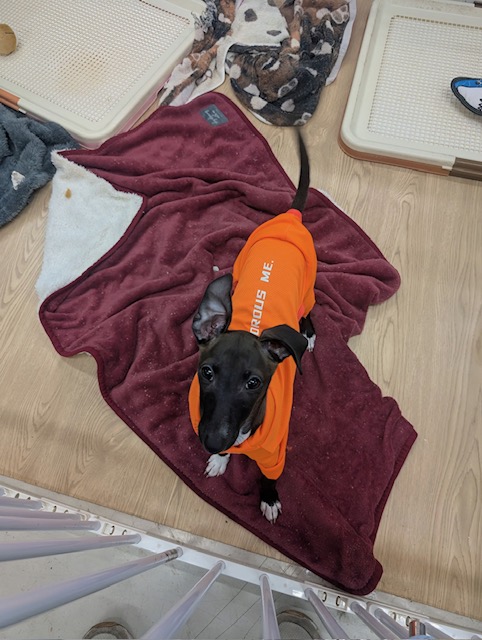 イタリアングレーハウンド