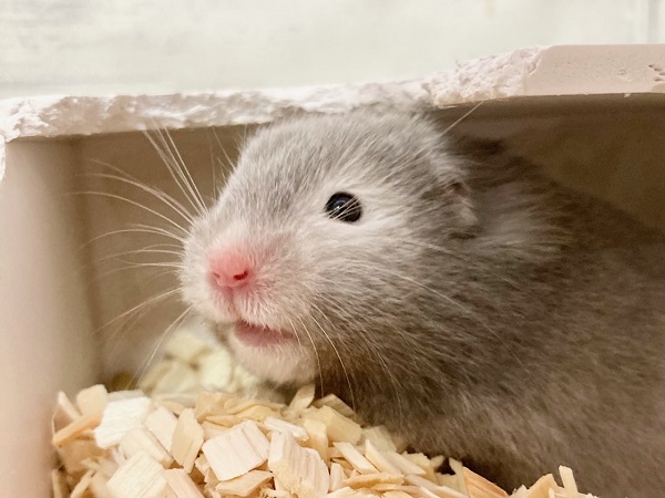 ゴールデンハムスター