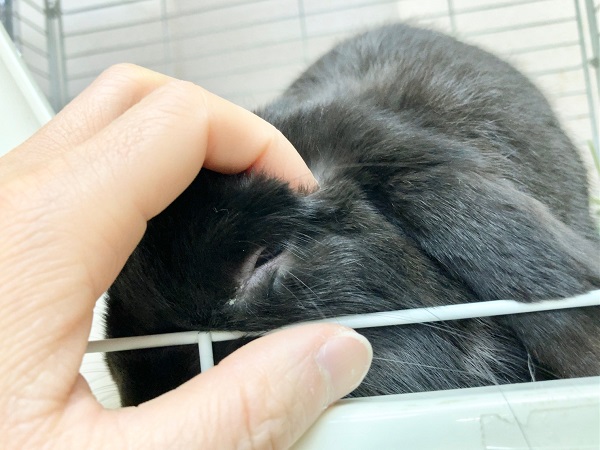 ホーランドロップ