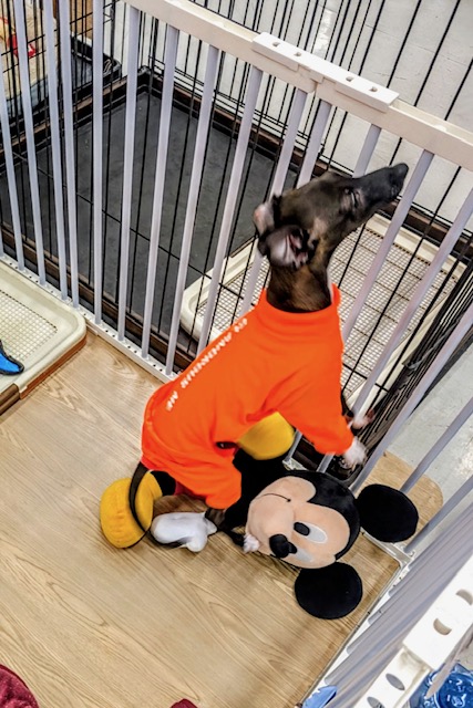 イタリアングレーハウンド