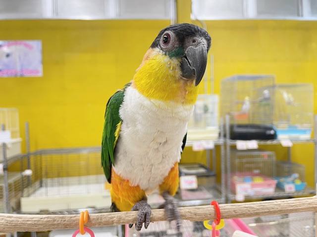 ズグロシロハラインコ