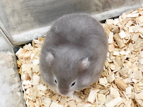 ゴールデンハムスター