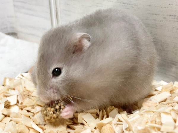 ゴールデンハムスター