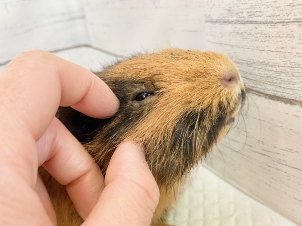 テディモルモット