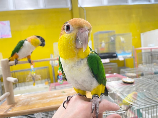 シロハラインコ