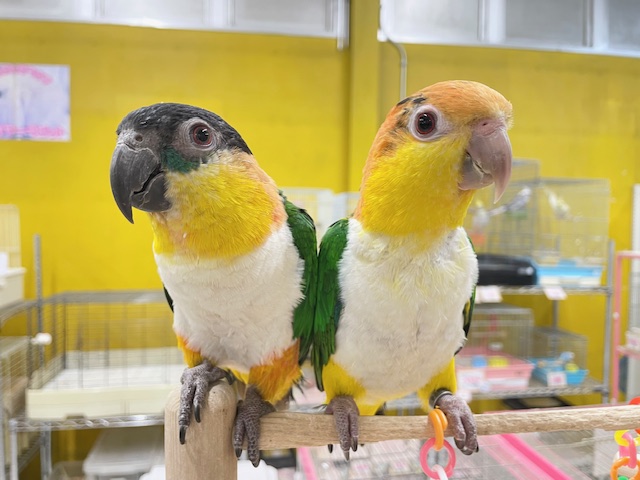 シロハラインコ