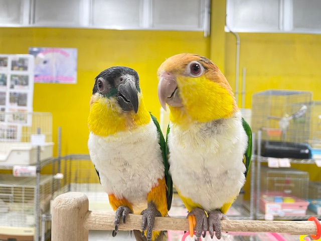 ズグロシロハラインコ