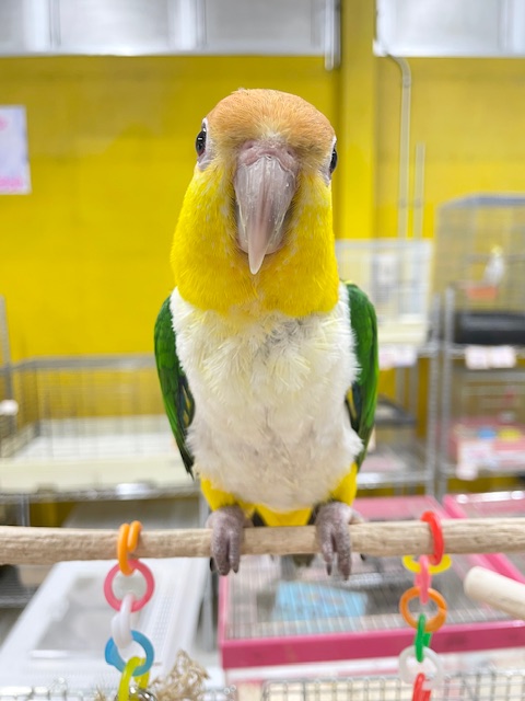 シロハラインコ
