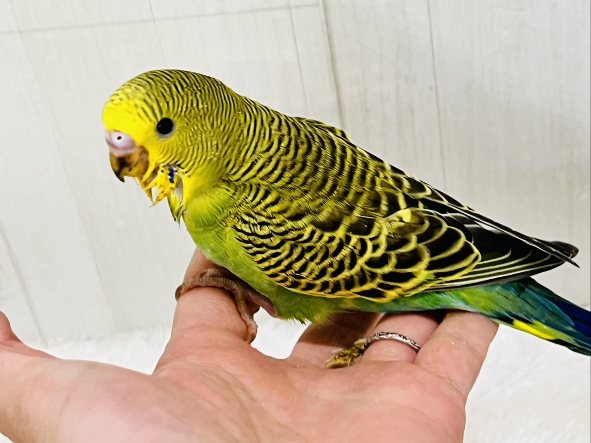 セキセイインコ