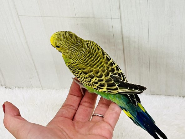 セキセイインコ