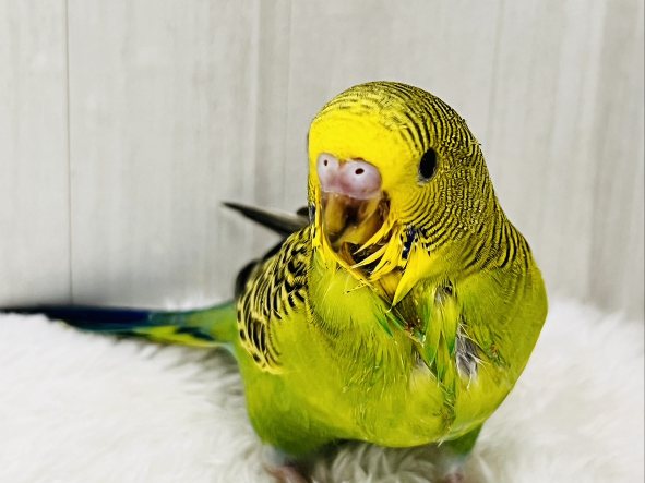 セキセイインコ
