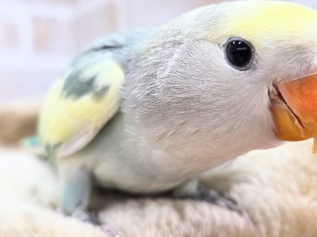 コザクラインコ（小桜インコ）