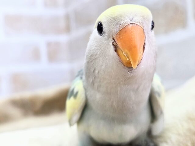 コザクラインコ（小桜インコ）