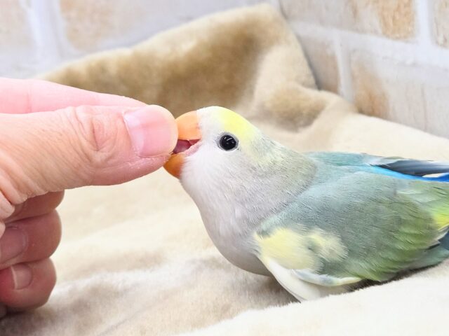 コザクラインコ（小桜インコ）