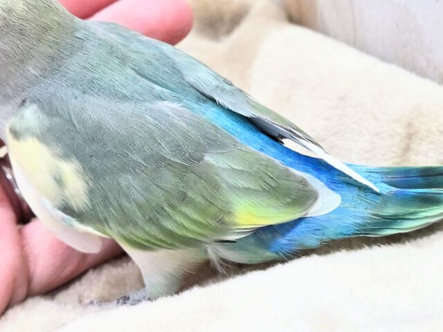 コザクラインコ（小桜インコ）