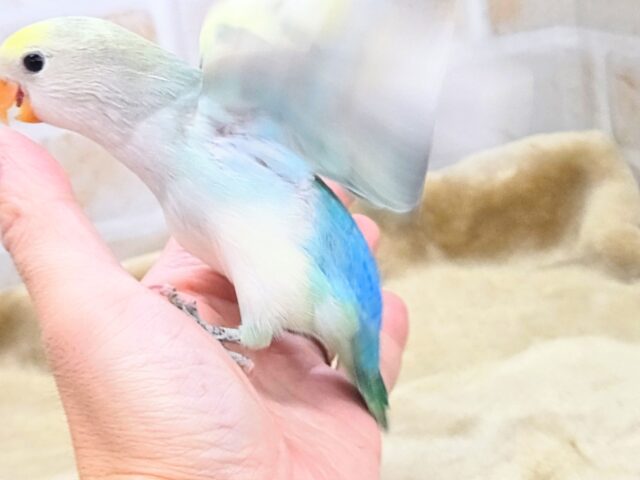 コザクラインコ（小桜インコ）