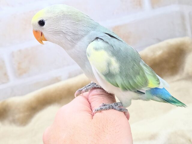 コザクラインコ（小桜インコ）