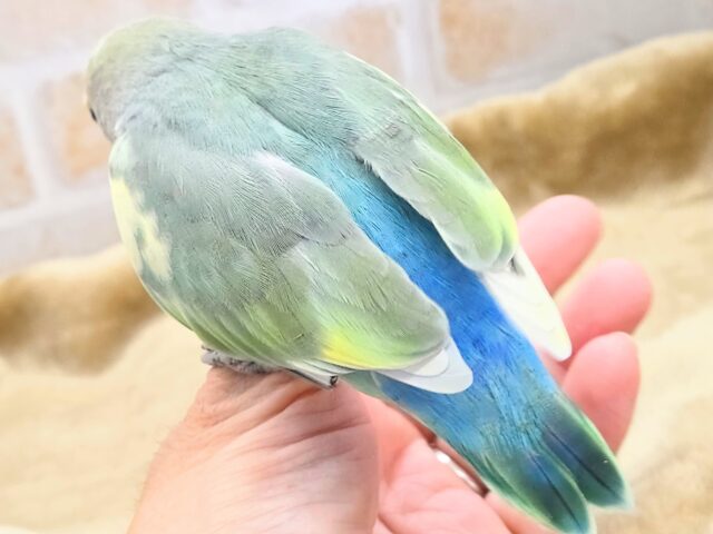コザクラインコ（小桜インコ）