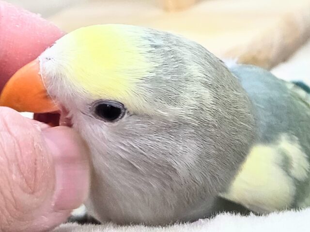 コザクラインコ（小桜インコ）