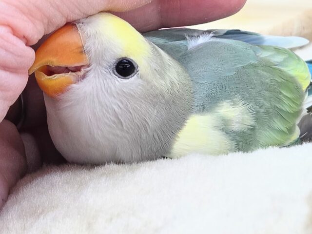 コザクラインコ（小桜インコ）