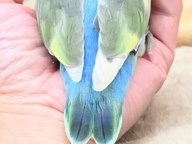 コザクラインコ（小桜インコ）