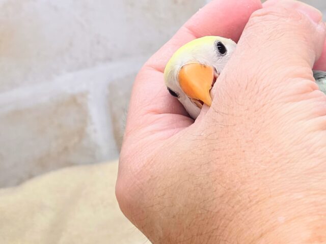 コザクラインコ（小桜インコ）