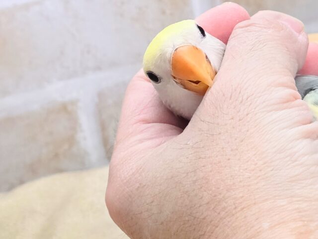 コザクラインコ（小桜インコ）