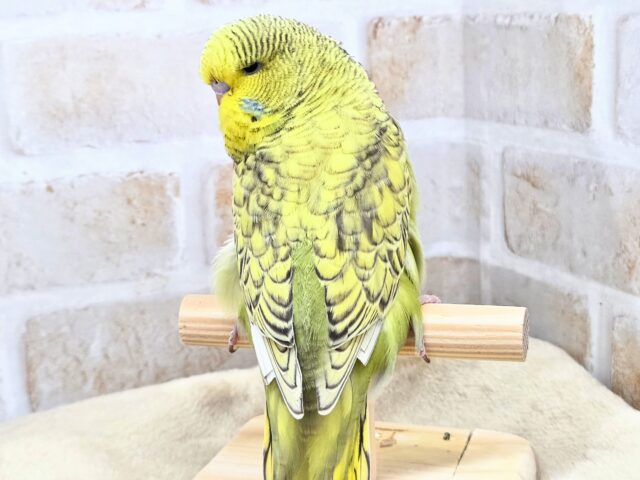 ジャンボセキセイインコ