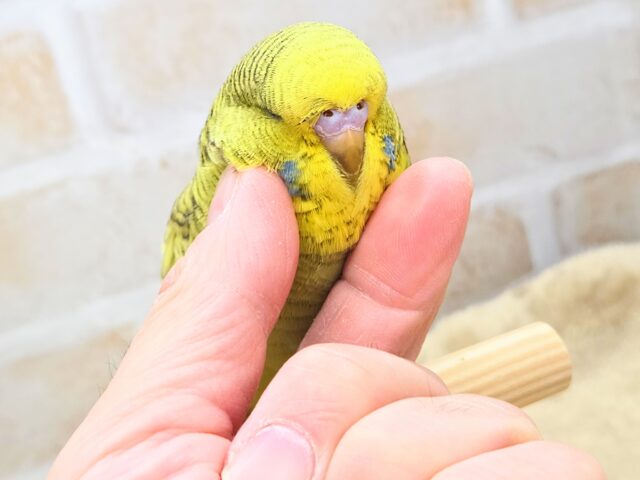 ジャンボセキセイインコ