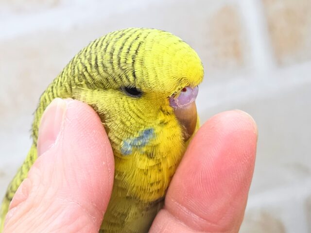 ジャンボセキセイインコ