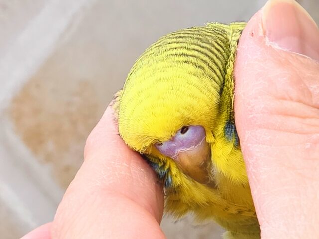ジャンボセキセイインコ