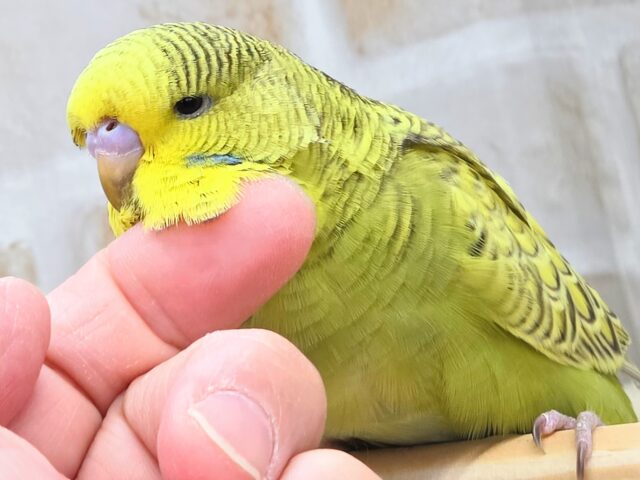 ジャンボセキセイインコ