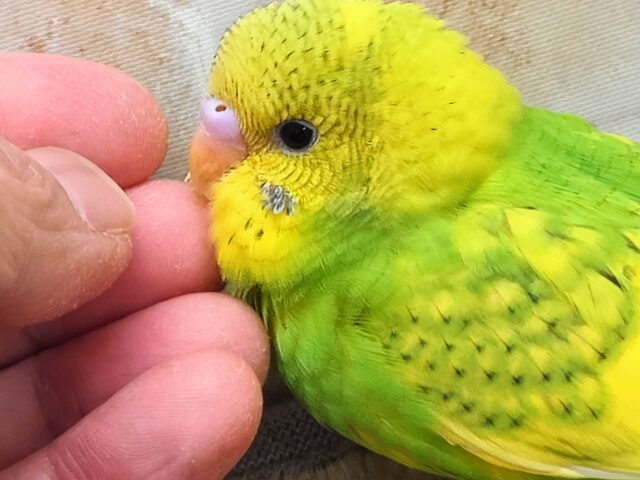 セキセイインコ