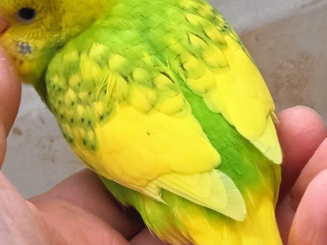 セキセイインコ