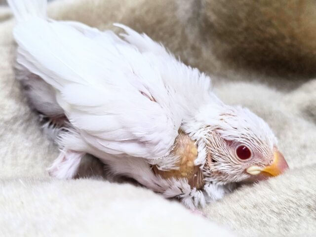 アルビノ文鳥